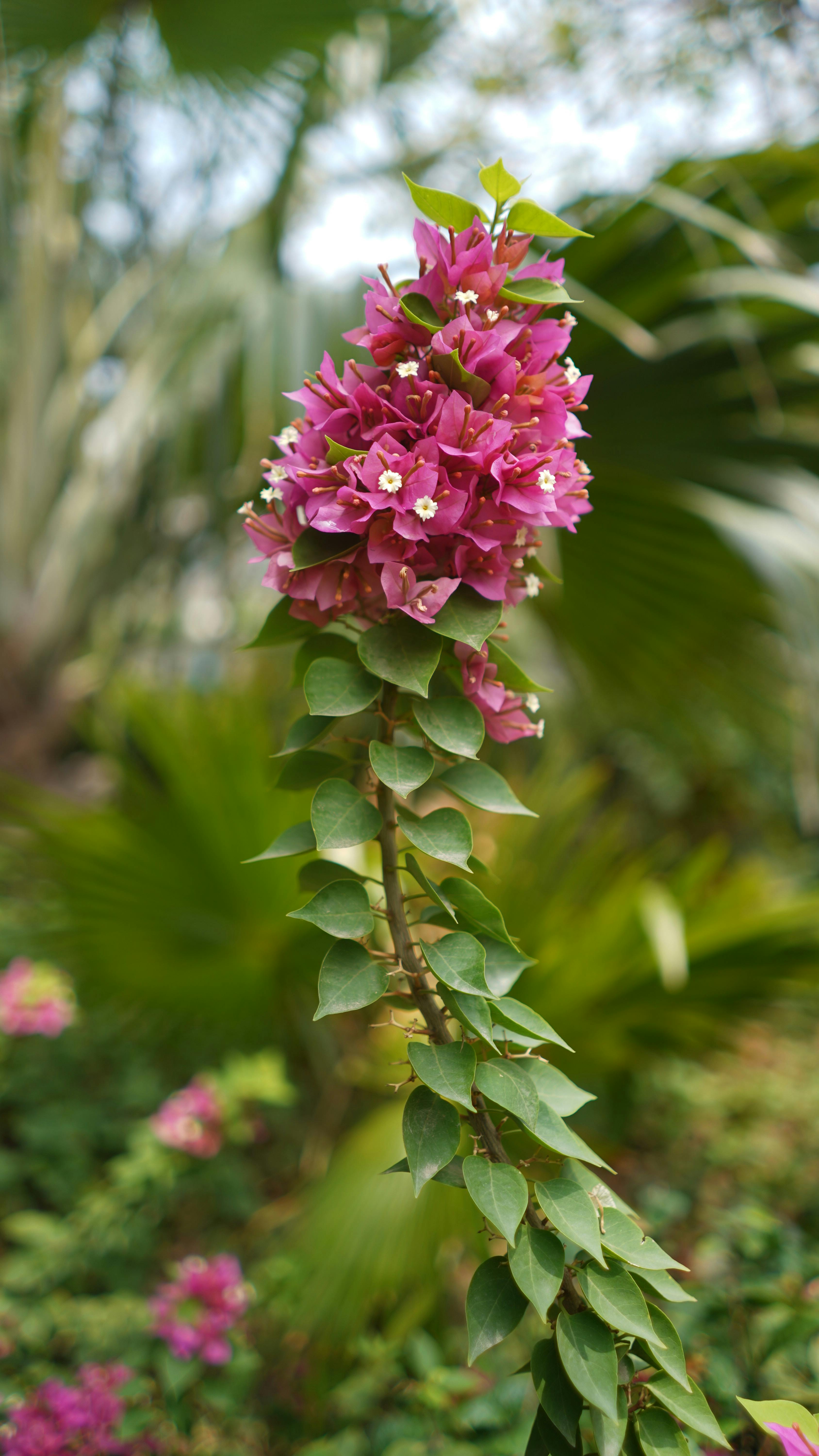 Bougainvillea