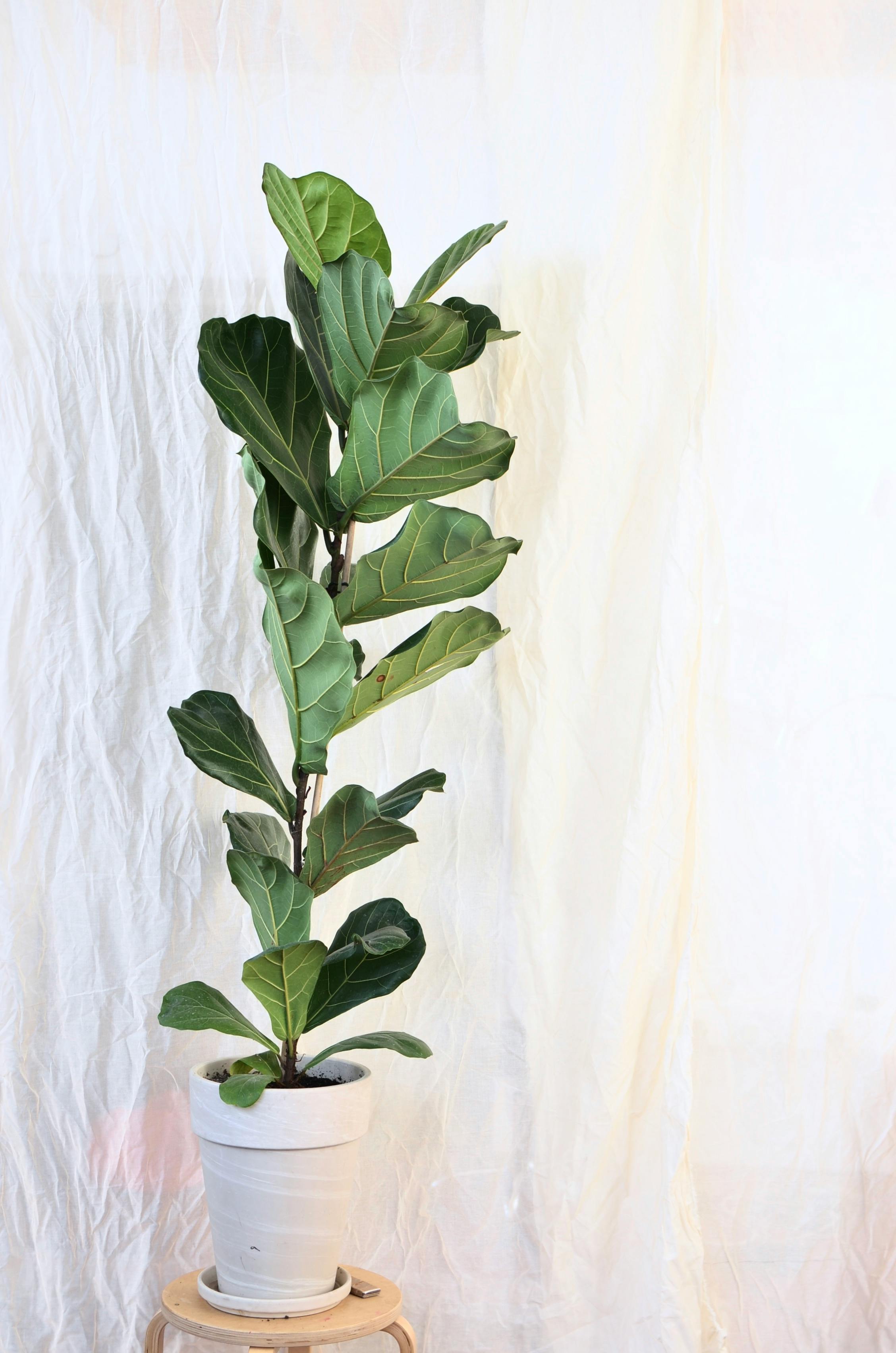Fiddle Leaf Fig