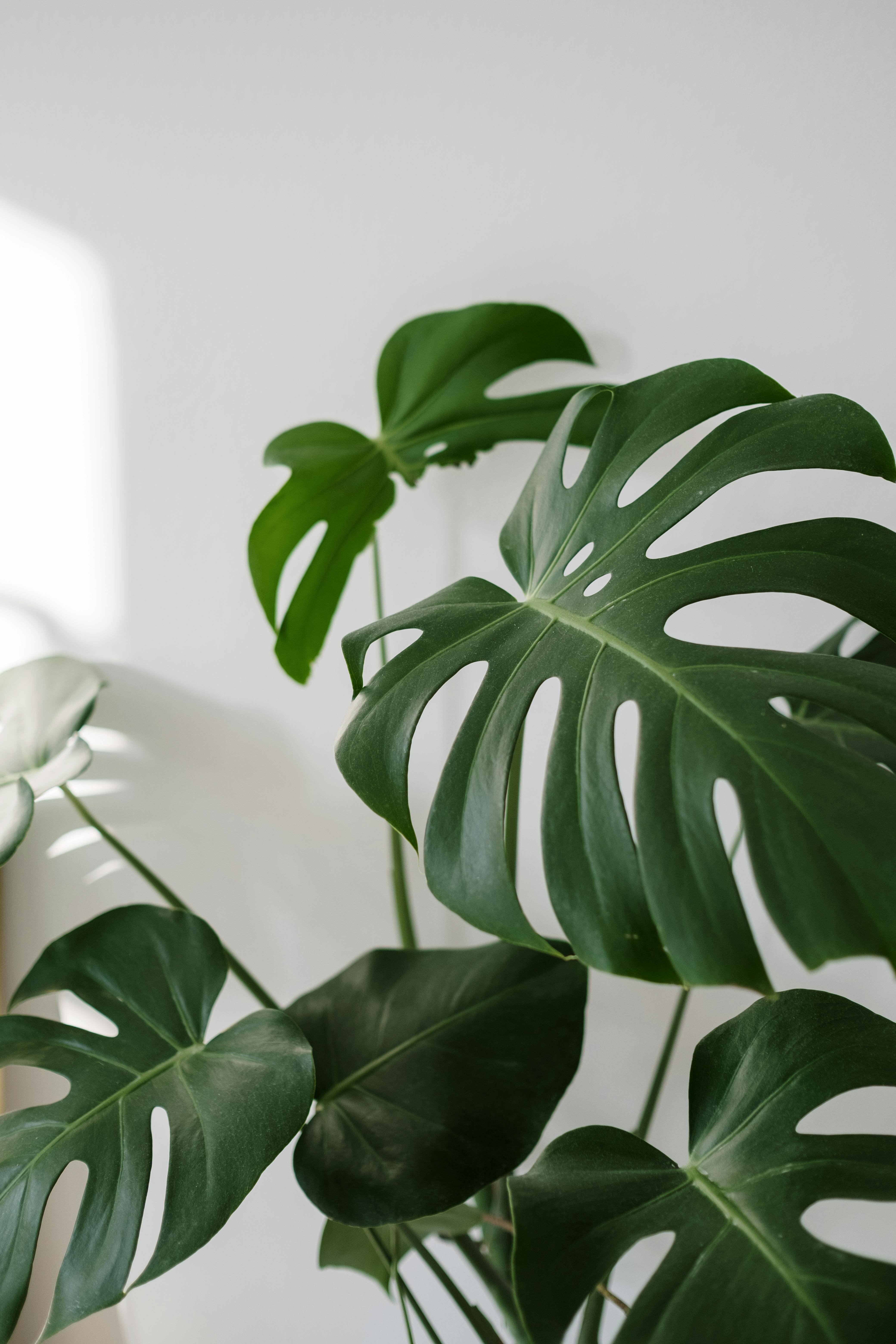 Monstera Deliciosa
